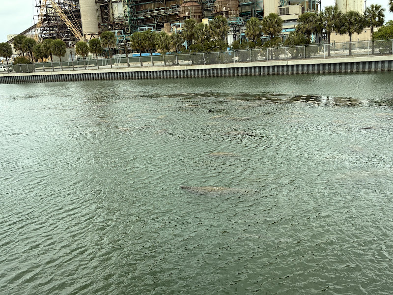 Manatees in the water